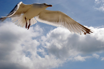 Naklejka premium möwe