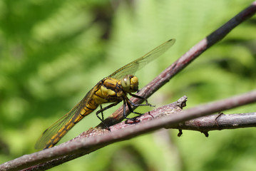 dragonfly