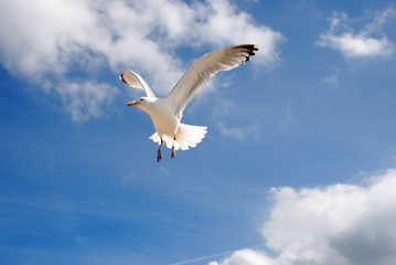 Naklejka premium seevogel