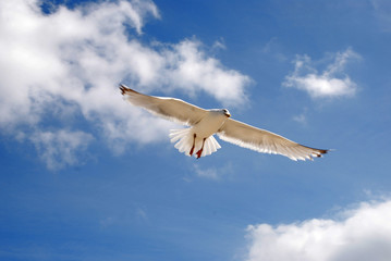 seevogel