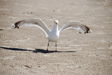 seevogel