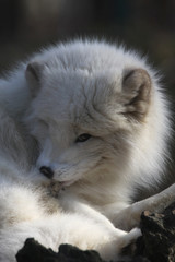 Polarfuchs