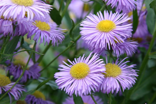 Astern Blüten (aster tataricus)