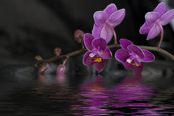 Blüte im Wasser