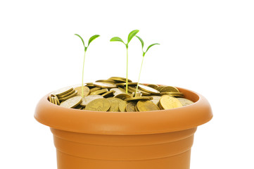 Green seedling growing from the pile of coins