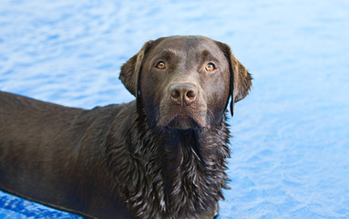 Chocolate Labrador in the Swimming Pool