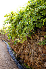 madeira