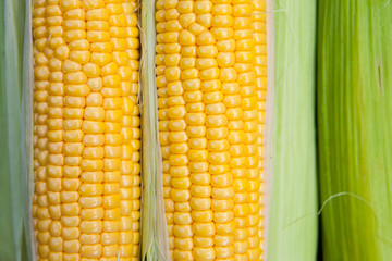 reifer gelber Mais mit Maiskolben