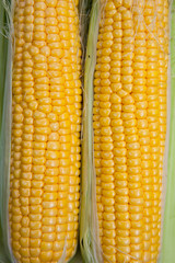 reifer gelber Mais mit Maiskolben