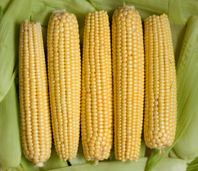 Corn