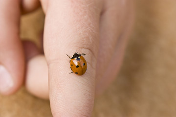 Coccinelle sur enfant - Ladybird with children