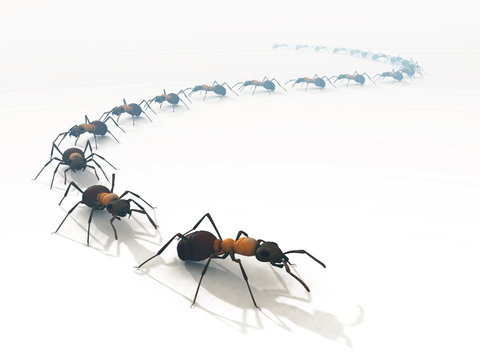 3d Ants Line On White Isolated Surface