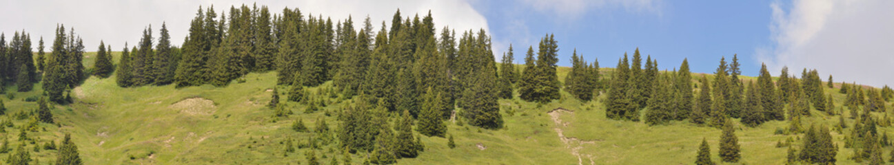 Fototapeta na wymiar forêt de sapins et alpages