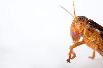 Wanderheuschrecke - Locusta migratoria