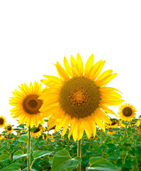 Bright sunflowers in the field with a white background