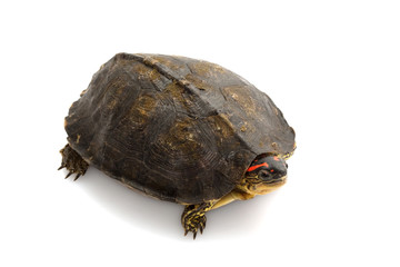 South American wood turtle