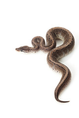 axanthic pinstripe ball python