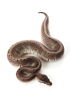 axanthic pinstripe ball python