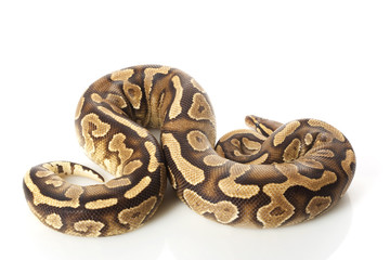 yellow belly ball python