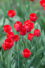 Fototapeta premium Tulip