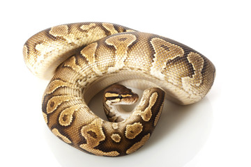 yellow belly ball python