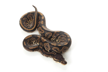 black pastel ball python