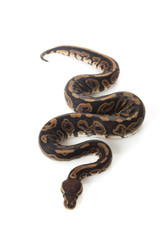 Obraz premium black pastel ball python