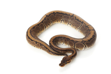 chocolate pinstripe ball python