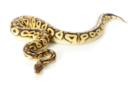 pastave ball python