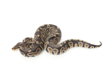 chocolate ball python