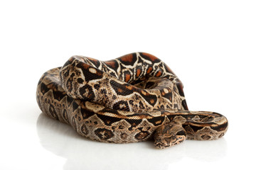 Central American Boa