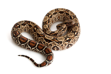 Central American Boa