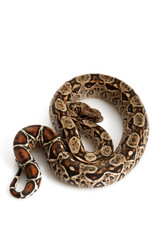 Central American Boa