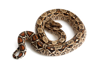 Central American Boa
