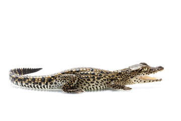 Fototapeta premium Cuban crocodile