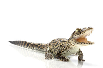 Cuban crocodile