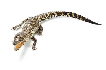 Zelfklevend Fotobehang Krokodil Cubaanse krokodil