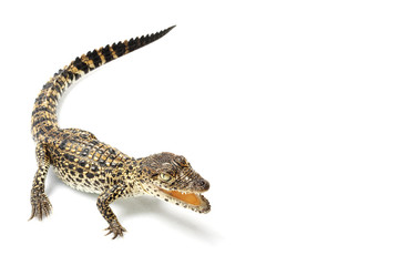 Cuban crocodile