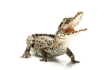 Naklejka premium Cuban crocodile