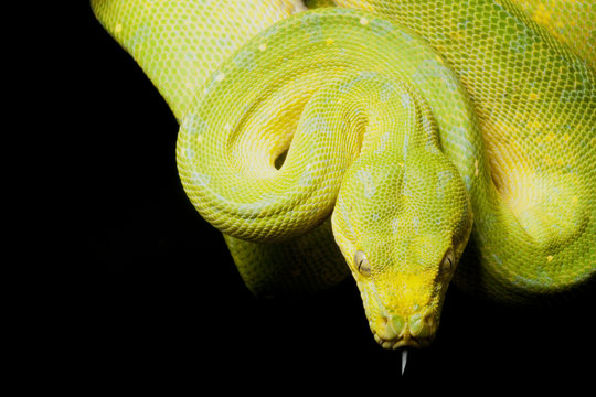 Green tree python