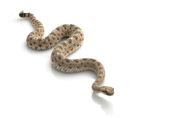 Fototapeta premium Sidewinder