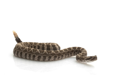 Northern Pacific Rattlesnake