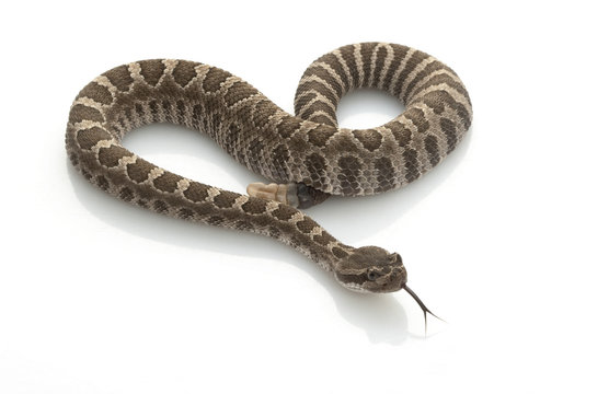 Northern Pacific Rattlesnake