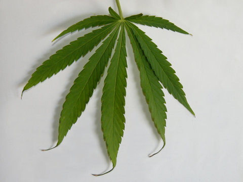 marihuana