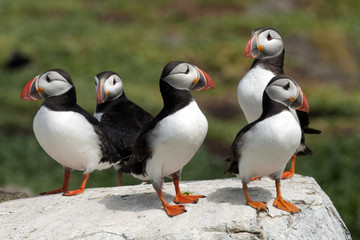 Puffins