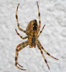 spider