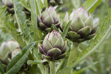 Fototapeta premium Artischocken