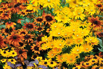 fall color, rudbeckia flowers
