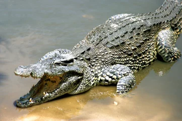 Fotobehang Krokodil © anna-lena