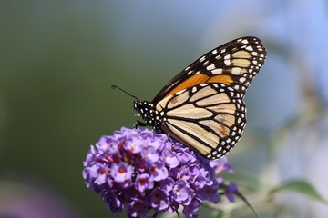 Monarch feeding from a buttrfly bush.